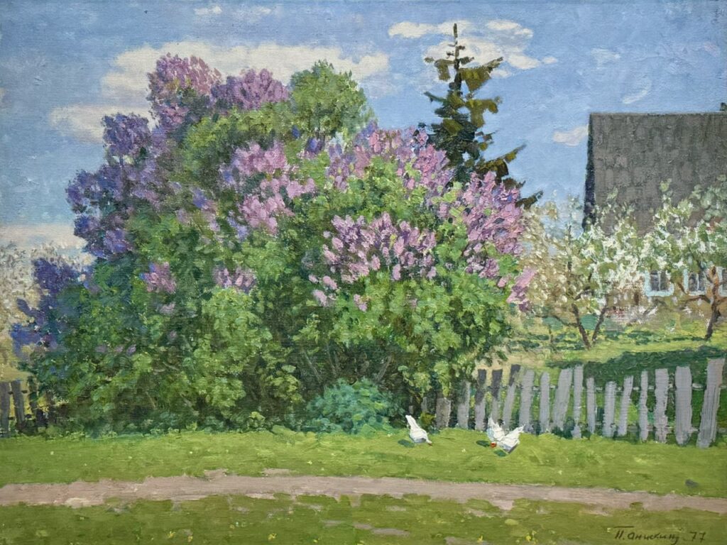 Сирень цветёт